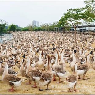 ����һ��������Z���С�Z�ش�N���^�Z�����oԺ�Z���N���^�Z