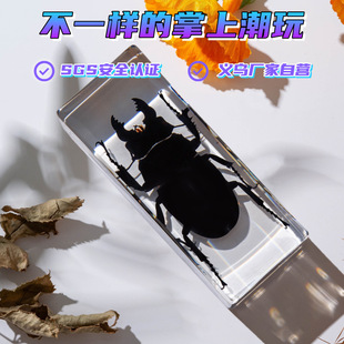 Zhongkun handicraft factory self-operated real worm specimens shake spell Tao noodles single generation hair small junior high school education science popularization