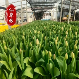 宿根花卉;一二年生花卉;灌木