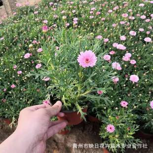 �������������� �������l����Ֆ|���ľ ����ľ���շ��m��������