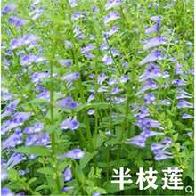 半枝莲种子半枝莲 种子 韩信草半边莲苗 半支莲材