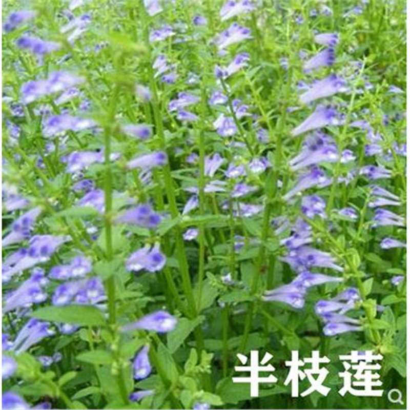 半枝莲种子半枝莲 种子 韩信草半边莲苗 半支莲材