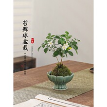 �����������҃Ⱥ��B��ܾGֲ����̦�\��������ļ�����ֲ���辰