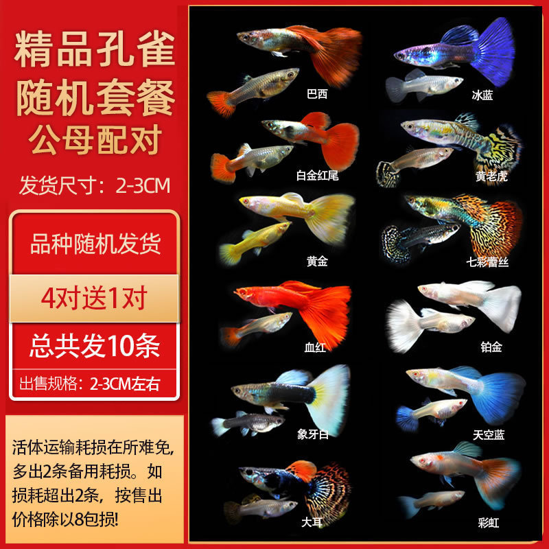 孔雀鱼热带鱼小型活体观赏鱼凤尾鱼冷水好养耐活耐养金鱼斑马活鱼|undefined
