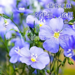 Blue Flower Flax Seeds Potted Flower Seeds Balcony Courtyard Flower Seeds Perennial Blue Flax Flower Seeds