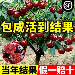 Authentic Cherry Saplings, Large Cherry Saplings, Fruit Trees, Fruit Seedlings, Grafted Dwarf Potted Fruit Trees, Planted in the South and North