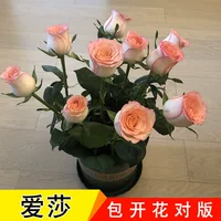 Юньнаньские розы с корнями старых кустов, цветущие круглый год, в горшках для балкона, крупные цветы, легко выращиваются в помещении, семена розы Ванцзин.