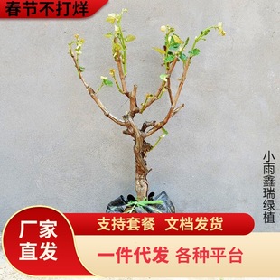 һ�����l�{��ʯ��������䱱���Ϸ��NֲͥԺ���ٵ����������ј��m