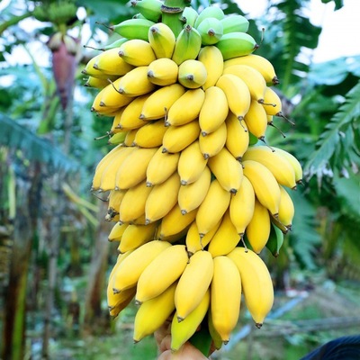 fruit Guangxi millet Bananas Full container wholesale wholesale Amazon