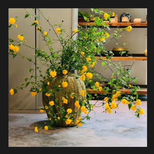 ͥԺ�G������ֲ���^��������Ļ������@�־G���c�Y�G�h�Gֲ