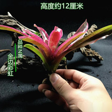 凤梨凤梨附生琳植物爬虫五彩水草达水陆陆生缸缸常用生态雨林积水