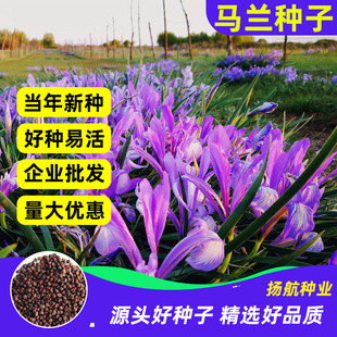 �R�A�N���Rɏ���������R�m�����ͺ��ͺ��׻�N���N�_�����ܲ���