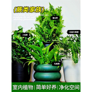 ӡ�ȶ���ާ������βާ�缪ķާ�y��ާ�҃������k��С�Gֲ�ļ�����