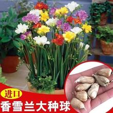 一件代发重瓣香雪兰种球小苍兰大球四季开花室内阳台浓香型盆栽