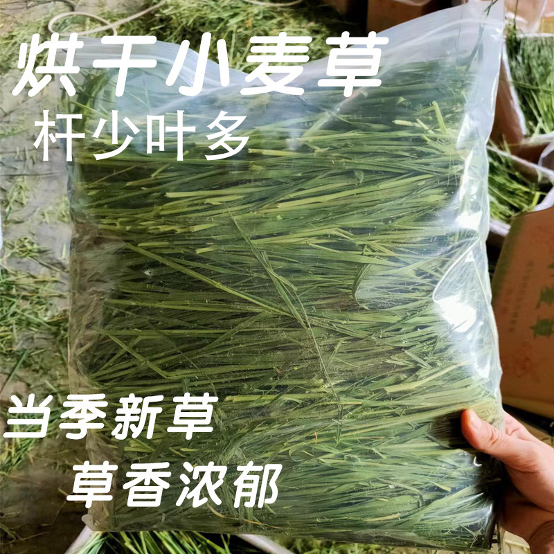 批发烘干小麦草袋装500g 兔子龙猫荷兰猪宠物通用零食牧草小麦苗