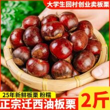 正宗河北唐山迁西板栗生新鲜批发10斤当季蔬菜锥油板栗子产地直发