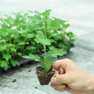大菊花苗盆栽地栽四季开花九月大菊可食用室内外阳台耐寒热菊花苗