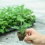 盆栽食用四季地栽菊花苗