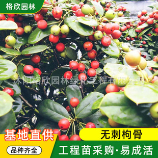 �������l�o���۹ǵ�·�G�����̹�ľ�ļ�����Ҏ���Rȫ�׳ɻ��۹���