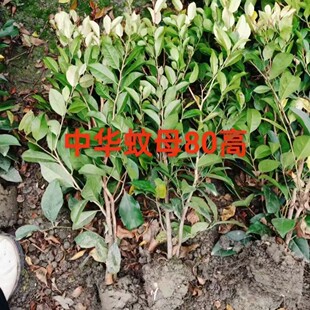 �������l��ĸ �߶ȹڷ�15~78���� ������G�h ���Ի���ֱ�N