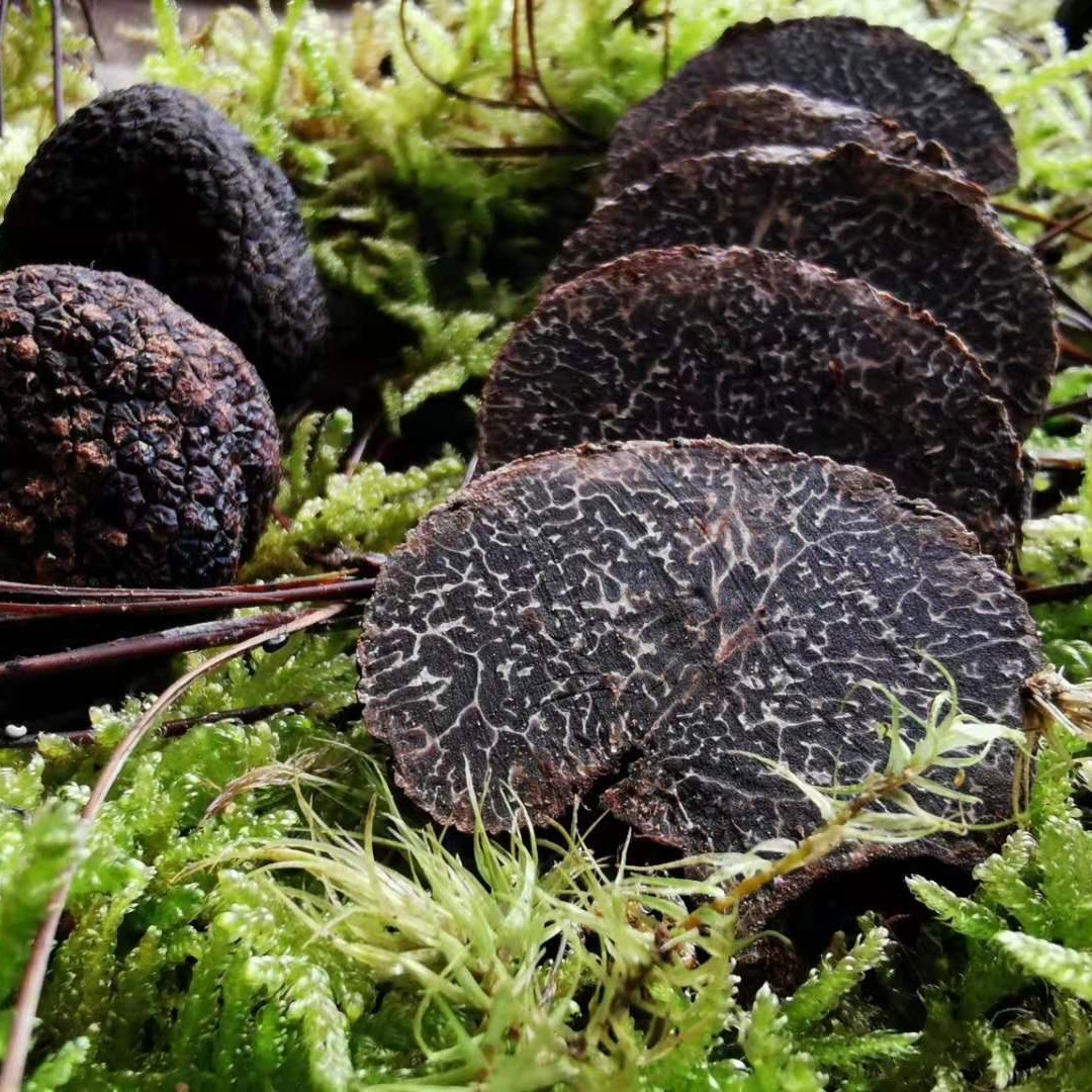 云南特产新鲜黑松露块菌洗货泥货新鲜黑松露煲汤食材野生菌