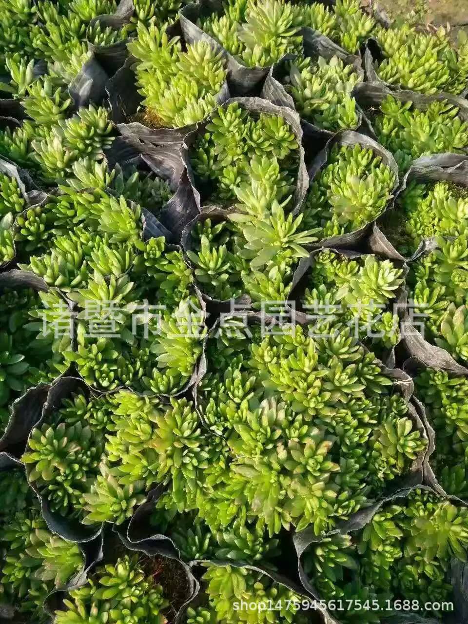 Большое количество поставок полынь зеленый лист полынь золотой лист полынь озеленение Цена проекта отличная