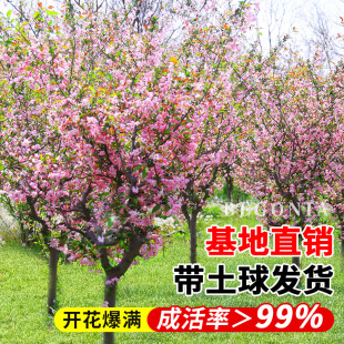 ���Ļ�����ߗU�������z�������Ĵ���ͺ�ֲ��ͥԺ���Ե����L����