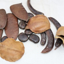 守源 干果材料果壳装饰手工diy带孔挂件配饰天然原材料植物工艺品