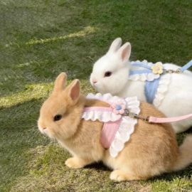 其他小宠用品;其他小宠;兔子