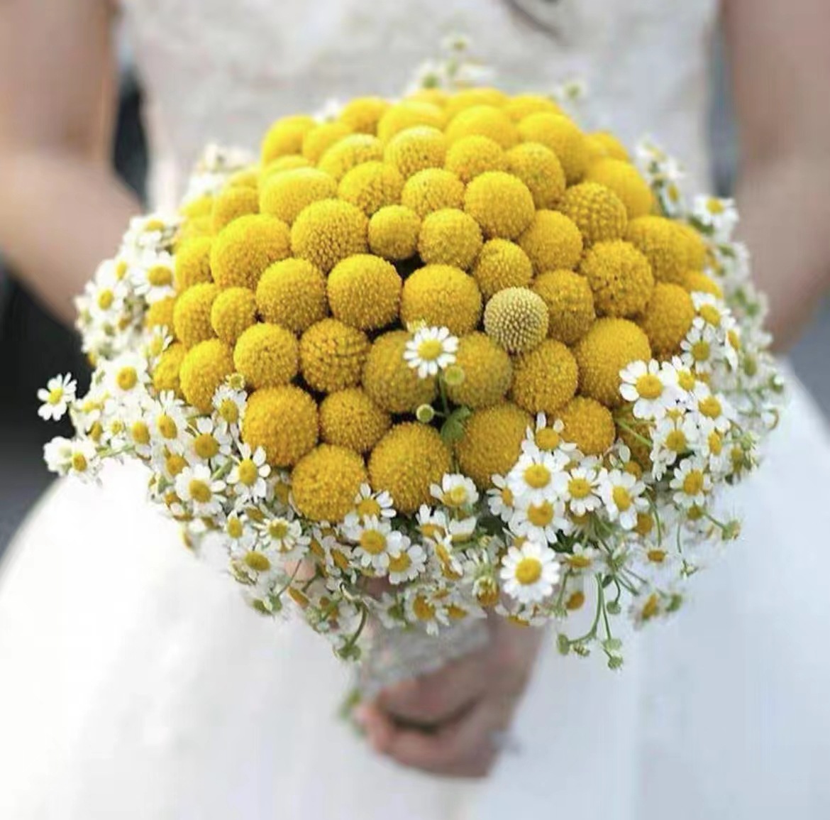 Natural golden ball dry flower manufacturers wholesale home…