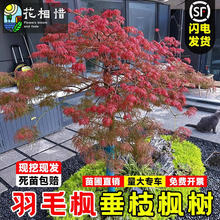 原生羽毛枫树苗日本垂枝枫小苗别墅庭院彩叶耐寒风景树盆栽红枫树