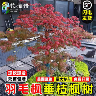 ԭ����ë�������ձ���֦��С��e��ͥԺ���~�ͺ��L�������Լt����