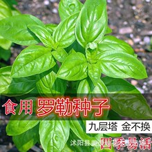 �羳��̱��ɷN���Ѱ�����N���ͺ��{�����ͥԺ�̨�ͺ�����ֲ��