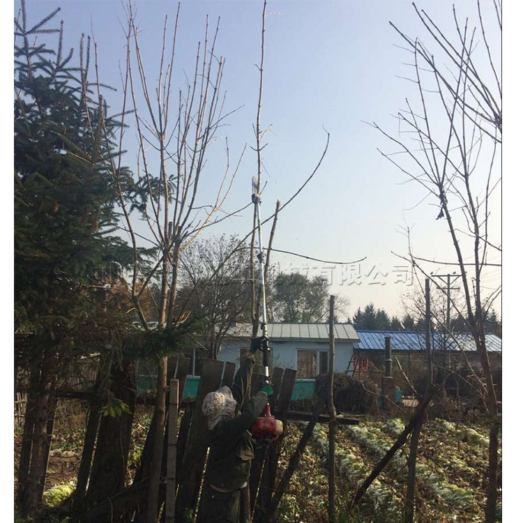 高空树枝修剪锯 果树1-6米高枝修剪机 多功能汽油背负高枝锯