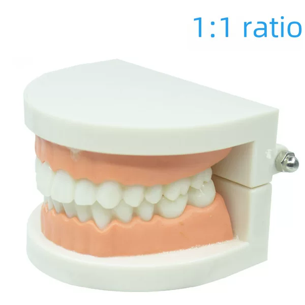 Kindergarten Brushing Teaching Tooth Model Adult Tooth Display Model Practical Practice Model Teaching Aids