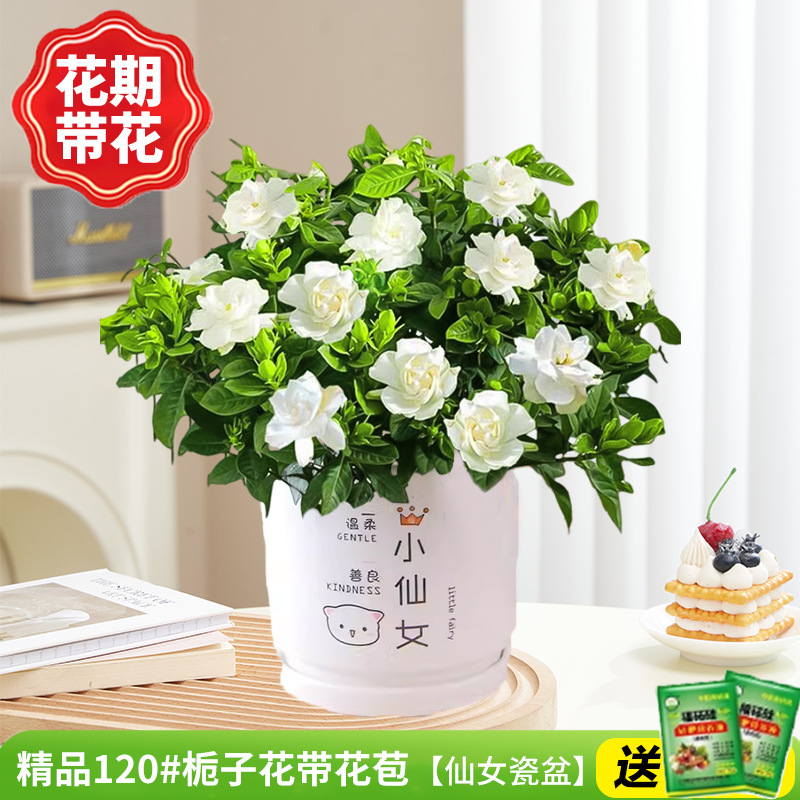 부티크 120#치자나무 개화기 꽃(요정 도자기 화분)에 영양액을 공급