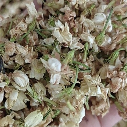 广西南宁横州市茉莉花产地直销，烘干茉莉花干