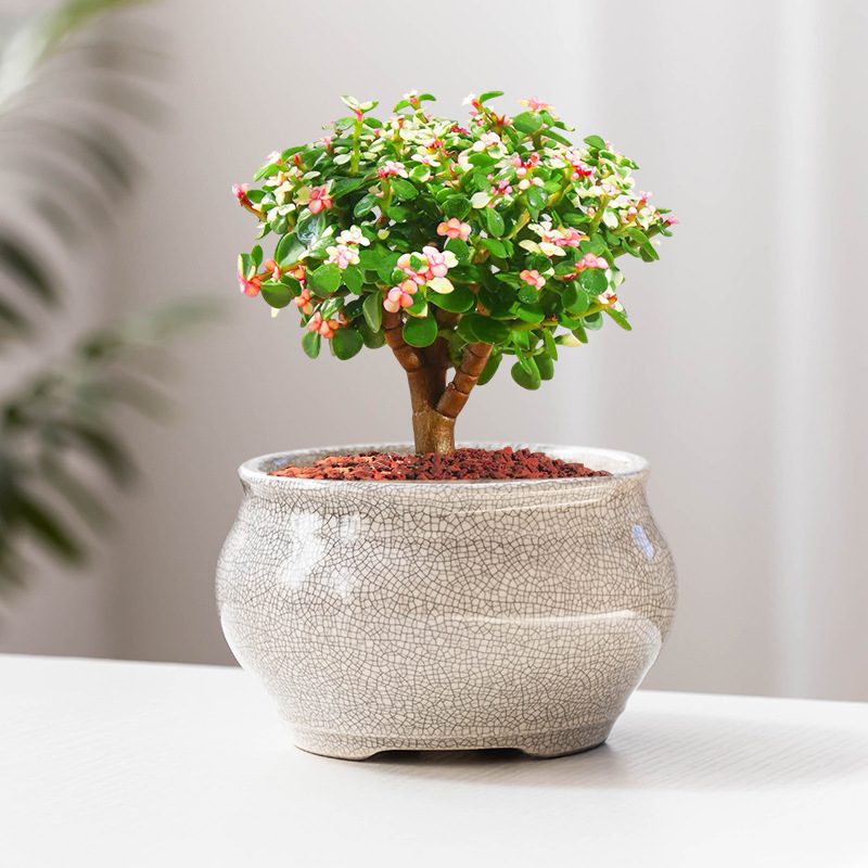 Ceramic kiln open ceramic fleshy small flowerpot with hole flower bowl green plant container small fresh desktop flower wholesale