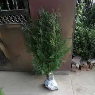 һ�����l�ؘ���� ���� ����ɰ؂Ȱؘ���A���ɘ䌚�������ش���