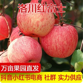 其他水果;哈密瓜;梨