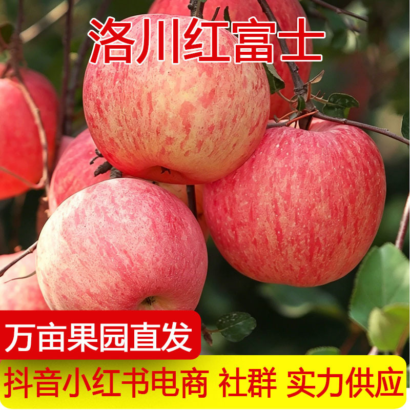 Shaanxi Luochuan Red Fuji Apple Crisp, Sweet and Juicy Fresh Seasonal Fruit Rock Candy Heart One Piece Drop Shipping Gift Shaanxi Luochuan Red Fuji Apple Crisp, Sweet and Juicy Fresh Seasonal Fruit Rock Candy Heart One Piece Drop Shipping Gift