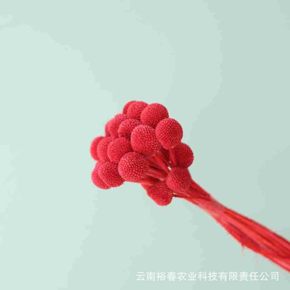 중간 과일 레드 20개