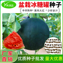 盆栽冰糖罐无籽西瓜种子黑皮红瓤肉质爽口多汁糖度高阳台庭院种子