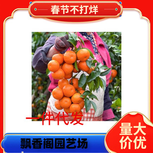 ������ľ�҃����ԾGֲ��������^�p �����辰 �̽��辰 ���Ә���