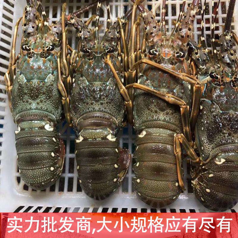 生冻越南小青龙虾水产海鲜印尼速冻青龙虾冰鲜现冻青龙仔商用批发