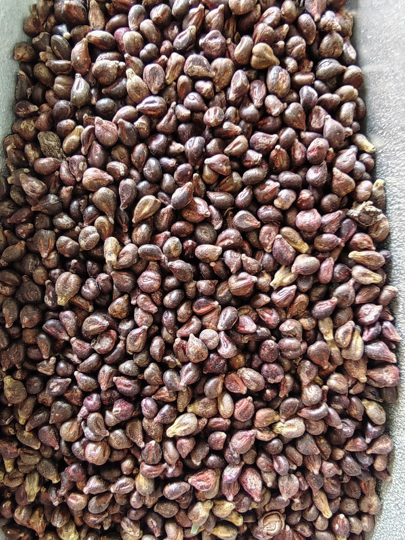 Grape Seed Powder (Vitis vinifera) — Food-Herb Botanical Powder, 500g quality and texture