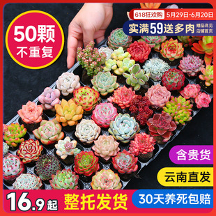 Succulent Indoor Potted Plant Set with Stakes, Easy to Care For, Suitable for Various Types of Flowers and Green Plants, Nutrient-Rich Soil