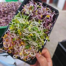 新鲜水培红萝卜芽 紫紫萝卜芽 凉拌菜芽苗菜饭店酒店摆盘装饰花草
