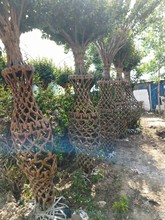 ޱͻƿޱWƬޱŘޱtޱ