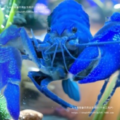 空観賞エビ ライブブルーマジック ペットエビの稚魚 淡水エビ 送料無料 エビ 大型水族館 ザリガニ 赤と白